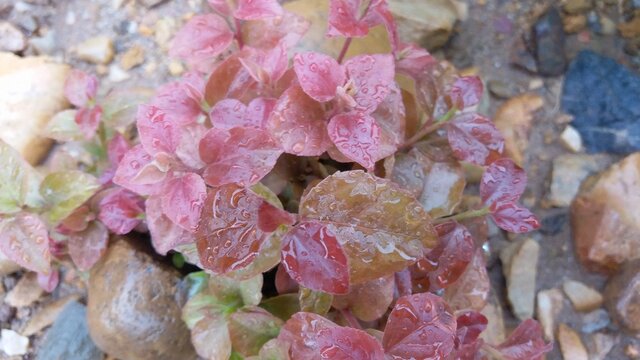 Plant with pink leaf