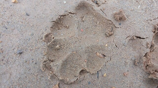 footprint on sand tiger or lion footprints 