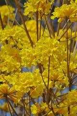 Brazilian Savannah Flower
Very yellow, this flower is common in brazilian savannah.