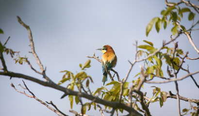 European bee-eater sitting on a tree branch.