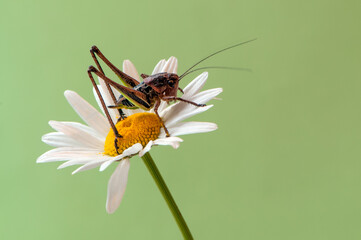 a green grasshopper sits on a daisy and heats up in the early morning