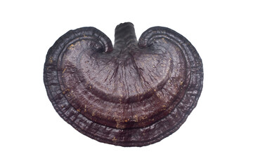 Ganoderma on a white background.