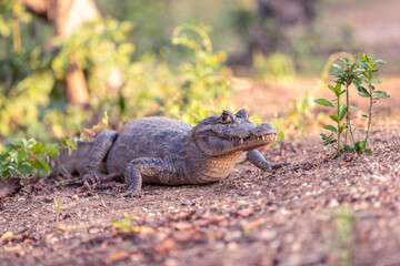 A cayman laying next to a tiny green plant on a way in the pantanal, brazil