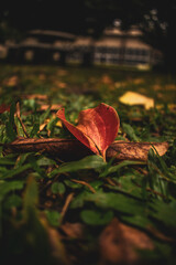 HOJAS DE OTO&Ntilde;O3