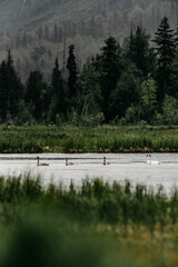 birds on a lake in the forest