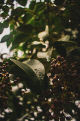 RETRATO HOJA CON GOTAS DE AGUA
