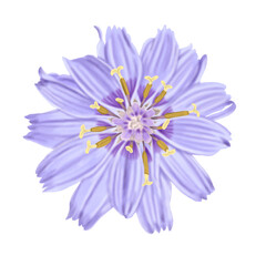 Hand Draw of cupids dart (catananche caerulea) flowers in bloom illustration