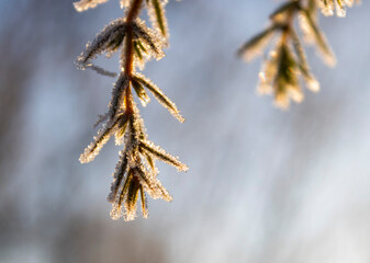 frost on a branch