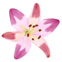 Hand draw of pink orange lily flower on white background illustration procreate