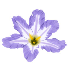 Hand draw of Single violet purple flower isolated on white background illustration