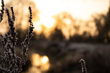 sunset in the forest