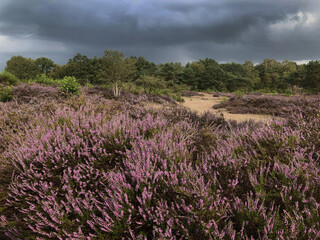 Fototapeta na wymiar Blooming. Heatherfields. Rain clouds. Threatning Thunderclouds. Havelte Drenthe Netherlands. Holtingerveld.