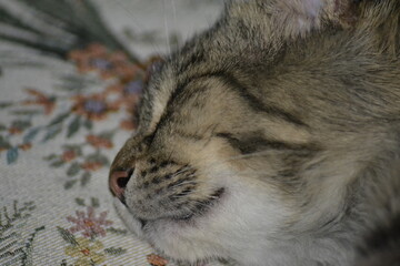GATTO CHE DORME