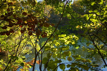Beautiful colored trees with lake in autumn, landscape photography. early autumn in Japan.