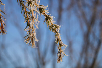 branches of a willow