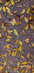 fallen leaves on the ground