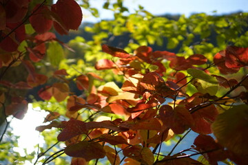 Beautiful colored trees with lake in autumn, landscape photography. early autumn in Japan.