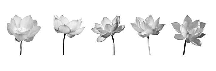 Lotus flower collections black and white isolated on background. File contains with clipping path so easy to work.