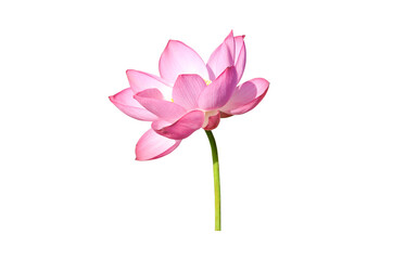 Pink lotus flower isolated on white background.