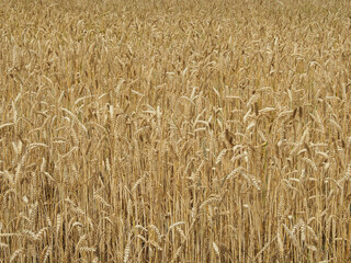 Ears of golden wheat as background and texture