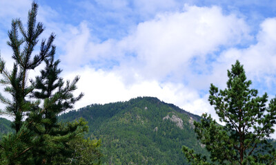 forest in the mountains