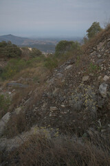 Macela Tea in the Hills  in Brazil