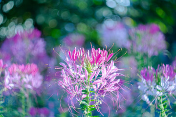 Obraz premium Pink flowers in the park in the early morning as a scenic background