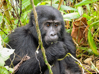 Gorilla in Bwindi Impenetrable Forest National Park, Uganda.
Rukara Gorilla Group.