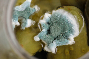 Close-up photo of a blue mold pattern on a pickle in a jar.the concept of violation of storage conditions