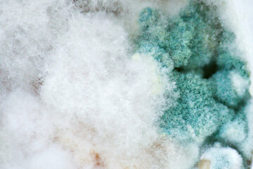 Close-up photo of a pattern of multicolored mold. several different colonies that have grown on organic nutrient medium