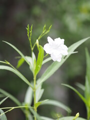 Waterkanon, Watrakanu, Minnieroot, Iron root, Feverroot, Popping pod,  Trai-no, Toi ting ACANTHACEAE, Britton’s Wild, Mexican Bluebell, Petunia white flower blooming in garden on nature background