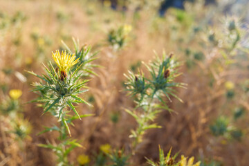 Prickly thistle flowers in backlight with blurred background and natural yellow tones.