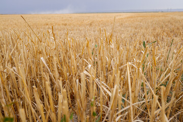 Cut and dry cereal field in the dry summer season in Castilla, Spain.