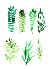 Set of watercolor green leaves of different plants