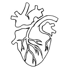 Anatomical heart. Vector illustration of the human heart. Hand drawn set human hearts. For cardiology or medical design.