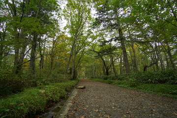 beautiful nature landscape in the famous shrine in Togakushi, Nagano, Japan