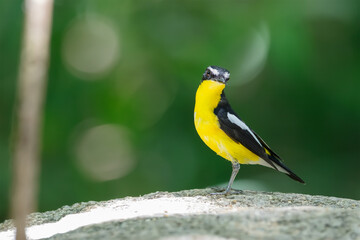 Yellow-rumped flycatcher (Ficedula zanthopygia) the beautiful ye
