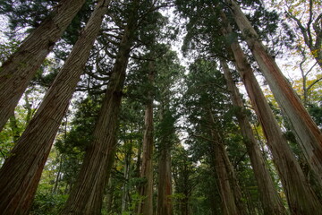 beautiful nature landscape in the famous shrine in Togakushi, Nagano, Japan