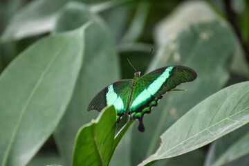 Schmetterling