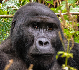 Gorilla in Bwindi Impenetrable Forest National Park, Uganda.
Rukara Gorilla Group.