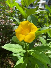 Naklejka premium yellow rose in garden