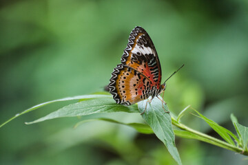 Schmetterling