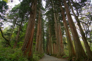beautiful nature landscape in the famous shrine in Togakushi, Nagano, Japan