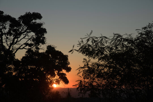 Trees Silhouettes at Sunset in Brazil
