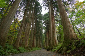 Long way lined with ancient live trees in Japan