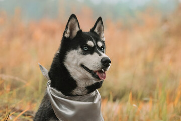 cute portrait of a dog in autumn foliage.
portrait of Siberian husky on a beautiful background.