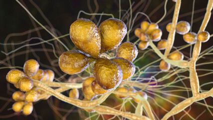 Obraz na płótnie Canvas Fungus Sporothrix schenckii, the causative agent of sporotrichosis, especially common in florists and gardeners