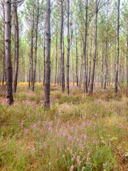 Fototapeta premium Forêt landaise avec des pins et bruyères