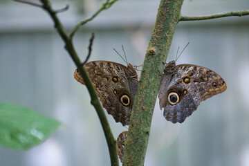 Schmetterling