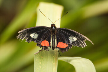 Schmetterling